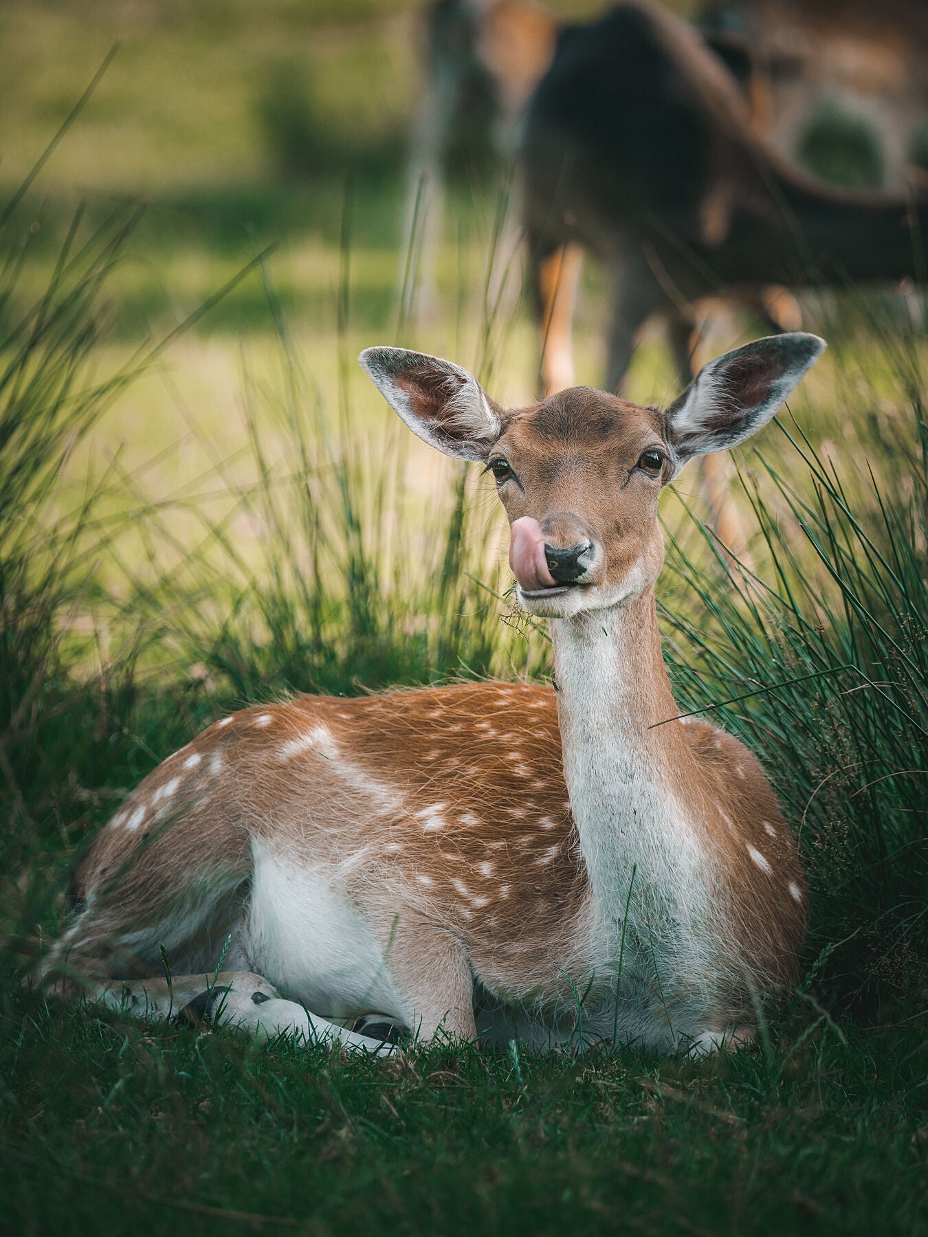 A young roe deer lying in the grass and licking its muzzle.