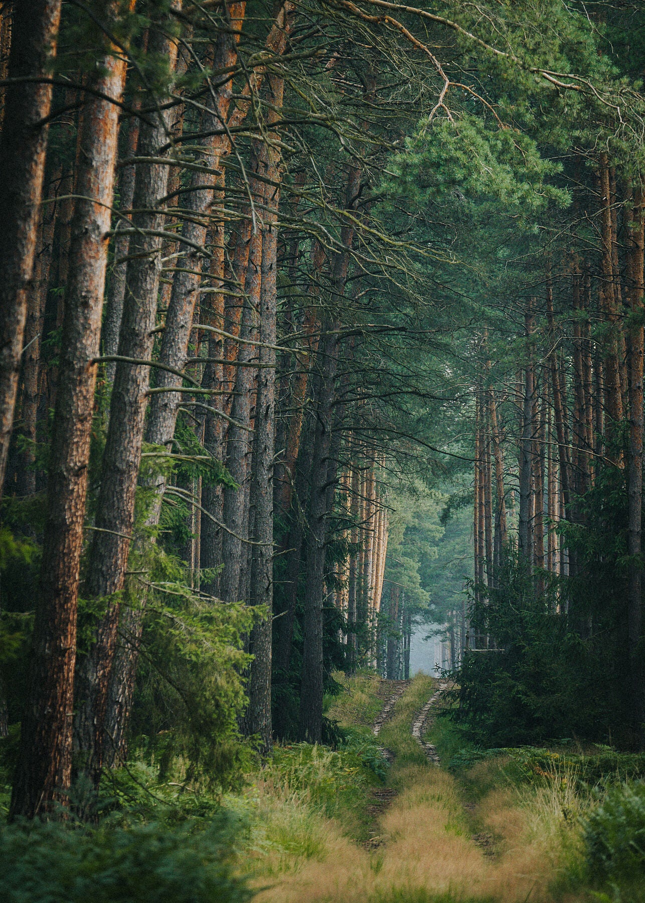 A forest road among pine forest and ferns in Poland, Wrocław. Beauty nature photography.