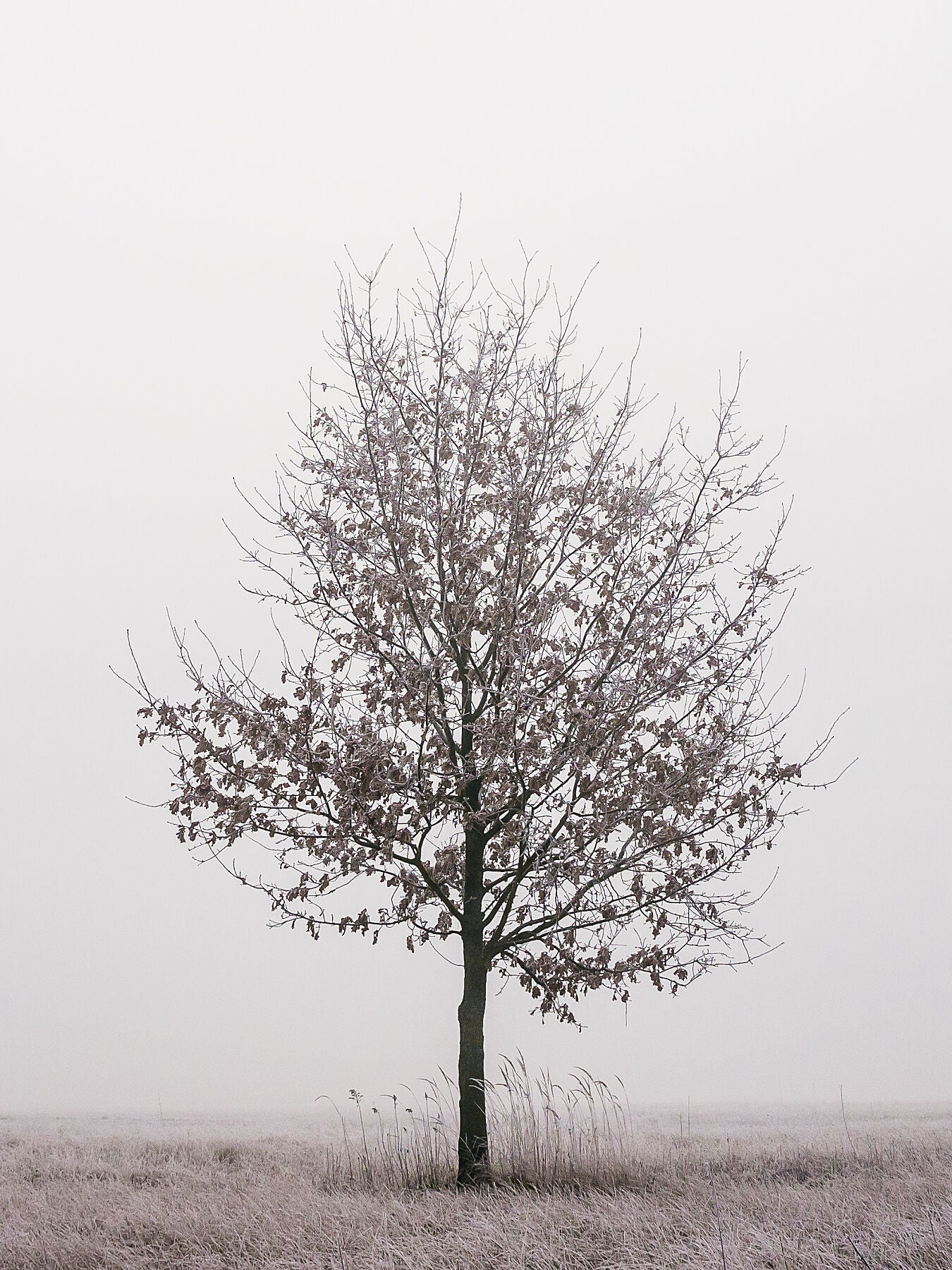 a lonely oak tree without leaves on a frosty winter morning. Nature photography.